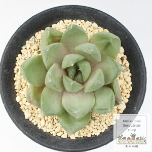 VrtH~XA{xu[N nI`A MTCY5.5cm|bg Haworthia cymbiformis var `^