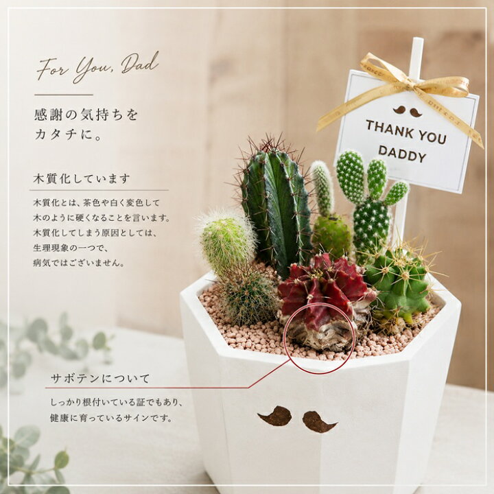 楽天市場】父の日 プレゼント ギフト サボテン 寄せ植え カクタス 多肉 