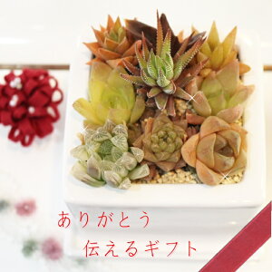 多肉植物 寄せ植え 送料無料 母の日 ハオルチア キューブ ギフト 贈り物 インテリア 観葉植物 ハロウィン 敬老の日 新築祝 誕生日祝 開店祝 結婚式祝 多肉永遠