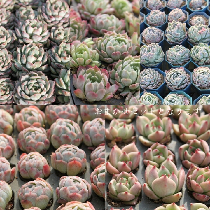 楽天市場】韓国苗 エケベリア おまかせ5種類セット 多肉植物 S〜M 