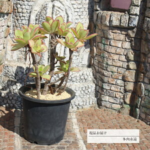 [f Q 15 JI3 AGIjE N㕨 8cm|bg ߔ̔ ʐ^̎q͂ 蕨 ~͎d ϗtA CeA 킢 