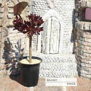 @t 6 JI4 AGIjE N㕨 7.5cm|bg ߔ̔ ʐ^̎q͂ 蕨 ~͎d ϗtA CeA 킢 