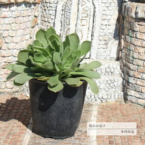 l[h 11 JI6 AGIjE N㕨 10cm|bg ߔ̔ ʐ^̎q͂ 蕨 ~͎d ϗtA CeA 킢 