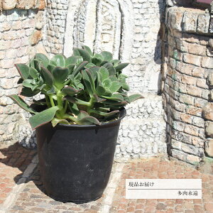 nI`[ 12 JI7 AGIjE N㕨 10cm|bg ߔ̔ ʐ^̎q͂ 蕨 ~͎dĊϗtA CeA 킢  JXj j