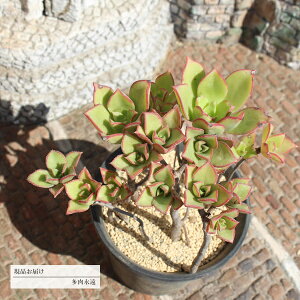 [f 21 JI11 AGIjE N㕨 10cm|bg ߔ̔ ʐ^̎q͂ 蕨 ~͎d CeA 킢  JXj j