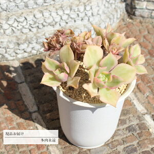 To[Xg 15 JI13 AGIjE N㕨 7.5cm|bg ߔ̔ ʐ^̎q͂ 蕨 ~͎d CeA 킢  JXj j ϗtA