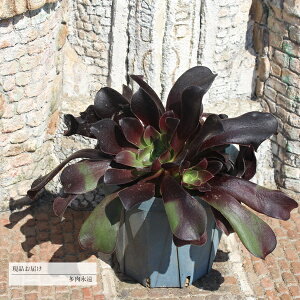 JV~AoCIbg ؑcQ1 Jbgc 4 JI14 GPxA N㕨 10cm|bg ߔ̔ ʐ^̎q͂ 蕨 ~͎d CeA 킢  JXj j 