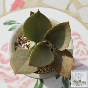 ̃Xv[ JRG MTCY 5.5cm|bg Kalanchoe bracteata silver teaspoons A ^Cv