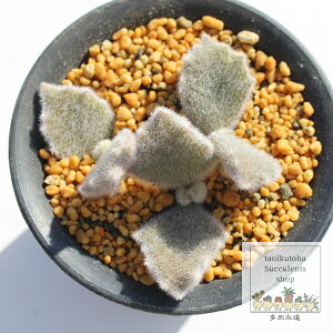 ファング カランコエ Mサイズ 5.5cmポット Kalanchoe behalensis 'Fang' 多肉植物 小〜中型種 幹立ちタイプ 微毛