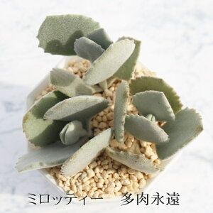 ~beB[ JRG MTCY6cm|bg kalanchoe mirotteii A `^