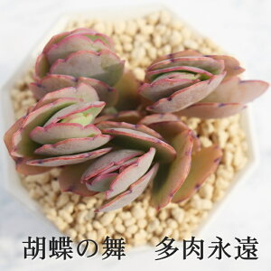 胡蝶の舞 カランコエ Mサイズ6cmポット kalanchoe tomentosa 多肉植物 小〜中型種 葉を重ねるタイプ ピンク かわいい おしゃれ