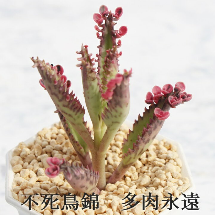 楽天市場 不死鳥錦 カランコエ Mサイズ6ｃｍポット Kalanchoe Fusityou Nisiki 多肉植物 小 中型種 仔芽で増えるタイプ かわいい おしゃれ 株式会社多肉永遠楽天市場店