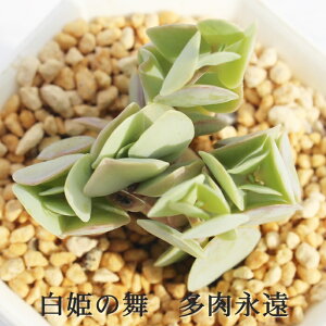 P̕ JRG MTCY6cm|bg kalanchoe rotundifolia A `^ td˂^Cv 킢 