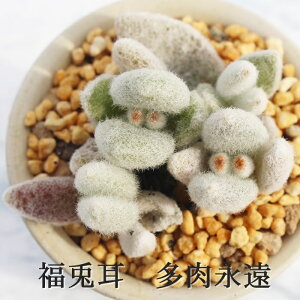 福兎耳 カランコエ Sサイズ6cmポット kalanchoe eriphylla 多肉植物 小〜中型種 葉を重ねるタイプ かわいい おしゃれ うさ耳シリーズ 微毛