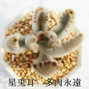 星兎耳 カランコエ Mサイズ6cmポット kalanchoe tomentosa 'star' 多肉植物 小〜中型種 葉を重ねるタイプ かわいい おしゃれ うさ耳シリーズ 微毛