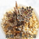 錦蝶 カランコエ Mサイズ6cmポット kalanchoe tubiflora 多肉植物 小〜中型種 仔芽で増えるタイプ かわいい おしゃれ