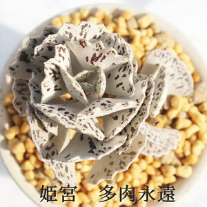 P{ JRG MTCY6cm|bg kalanchoe RHOMBOPILOSA A `^ td˂^Cv 킢  