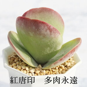 g JRG MTCY6cm|bg kalanchoe thyrsiflora A `^ td˂^Cv 킢  