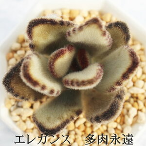 GKX JRG MTCY6cm|bg kalanchoe tomentosa cv 'elegans' A `^ td˂^Cv 킢   V[Y