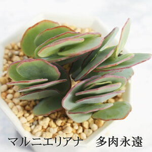 マルニエリアナ カランコエ Mサイズ6cmポット kalanchoe marnieriana 多肉植物 小〜中型種 葉を重ねるタイプ かわいい おしゃれ
