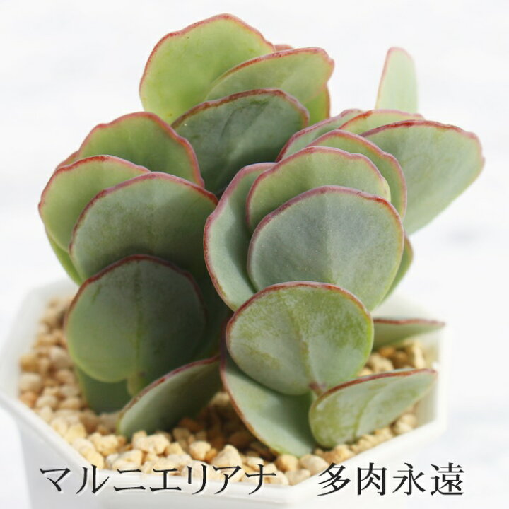 楽天市場】マルニエリアナ カランコエ Mサイズ6cmポット kalanchoe 