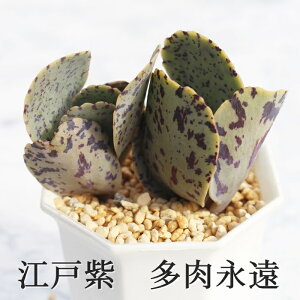 ]ˎ JRG MTCY5.5cm|bg kalanchoe marmorata A `^ td˂^Cv 킢 