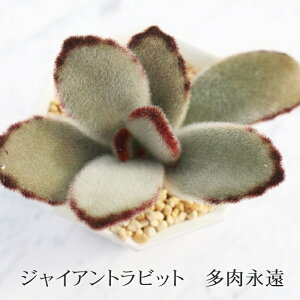 WCAgrbg JRG MTCY6cm|bg kalanchoe tomentosa cv 'giant' A `^ td˂^Cv 킢   V[Y