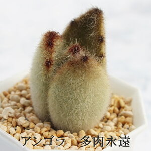 アンゴラ カランコエ Mサイズ5.5cmポット kalanchoe tomentosa cv 'angola' 多肉植物 小〜中型種 葉を重ねるタイプ かわいい おしゃれ もけもけ うさ耳シリーズ