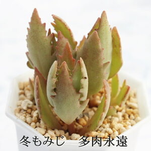 ~݂ JRG MTCY6cm|bg kalanchoe grandiflora 'fuyumomiji' A `^ ^Cv 킢 