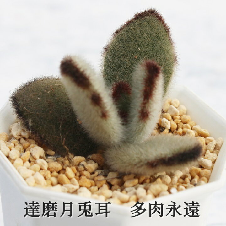 楽天市場】達磨月兎耳 カランコエ Mサイズ6cmポット kalanchoe  