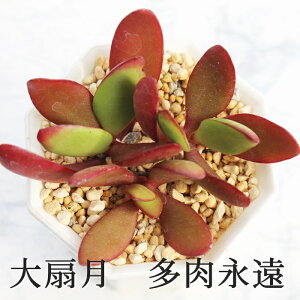  JRG MTCY6cm|bg kalanchoe 'DAISENGETU' A `^ ^Cv 킢 