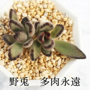 野兎 カランコエ Mサイズ6cmポット kalanchoe tomentosa cv 'nousagi' 多肉植物 小〜中型種 葉を重ねるタイプ かわいい おしゃれ もけもけ うさ耳シリーズ