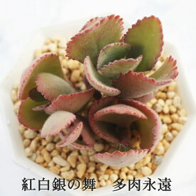 紅白銀の舞 カランコエ Mサイズ6cmポット kalanchoe 'benihakuginmai' 多肉植物 小〜中型種 幹立ちタイプ かわいい おしゃれ