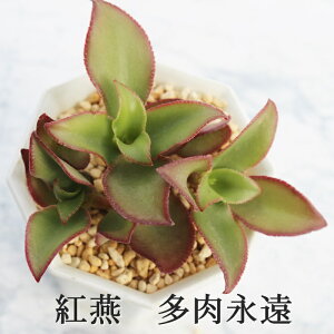 g JRG MTCY6cm|bg kalanchoe 'beniztubame' A `^ ^Cv 킢 