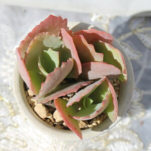 J[jo JRG MTCY5.5cm|bg kalanchoe 'CURNIVAL' A `^ ^Cv 킢 