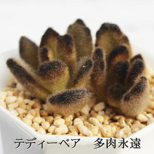 efB[xA 1 JRG MTCY5.5cm|bg kalanchoe tomentosa teddy bear A `^ td˂^Cv V[Y