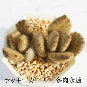 bL[K[ 1 JRG MTCY6cm|bg kalanchoe LUCKY GIRL A `^ td˂^Cv V[Y