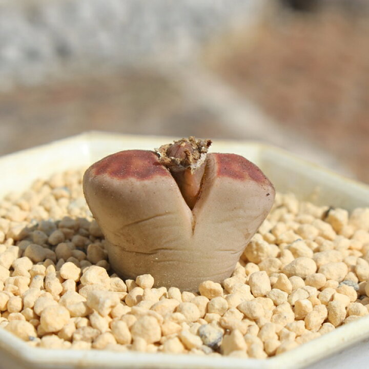 楽天市場】リトープス トップレッド 1頭 Lithops 