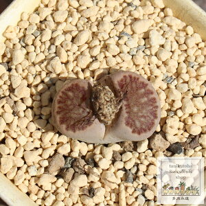 e͋ g[vX MTCY 5.5cm|bg `^ ^Cv Lithops A