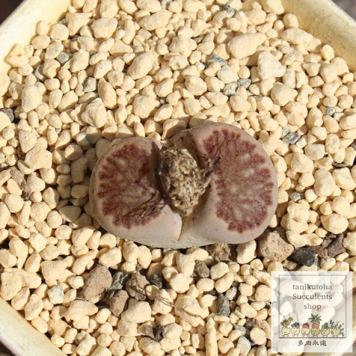 楽天市場】リトープス 菊章玉 1頭 Lithops lesliei 多肉植物 多肉永遠 
