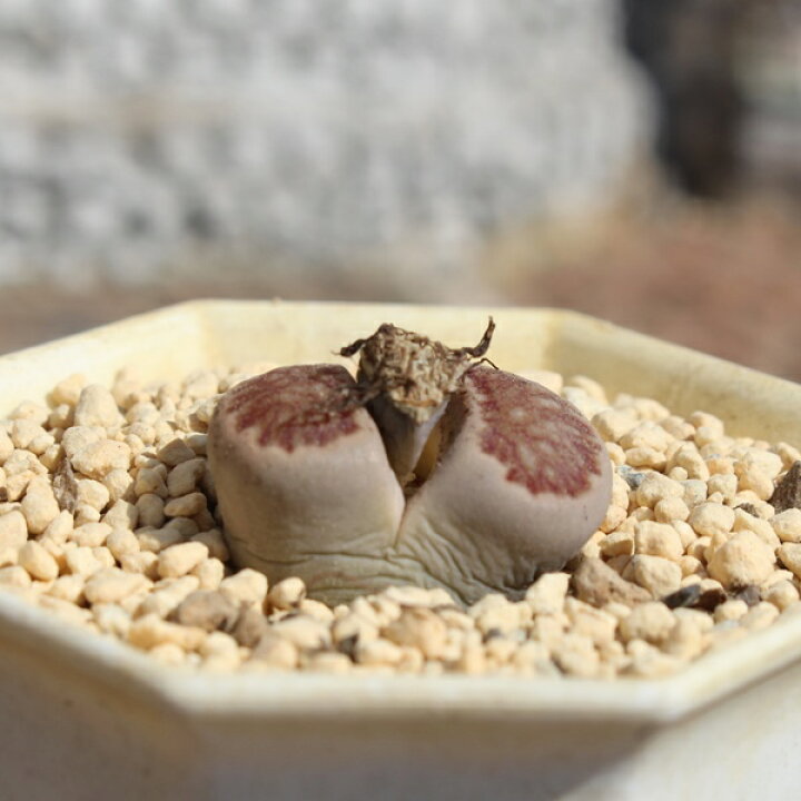 楽天市場】リトープス 菊章玉 1頭 Lithops lesliei 多肉植物 多肉永遠 