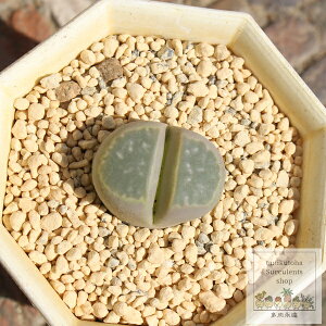 �I���[�u�� 1�� ���g�[�v�X �����A�� Lithops olivacea �����Ȓ� �K�[�f�j���O ���N�� �M�t�g �����i�� �W���G���[�X�g�[�� �������� ���܂��܊� �����A�� �x�����_�K�[�f�� �����A�� �c ��