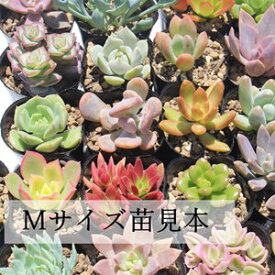 楽天市場 多肉 植物 カット 苗の通販