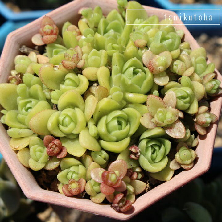 楽天市場】薄紅蓮華 オロスタキス Mサイズ 5.5cmポット 多肉植物