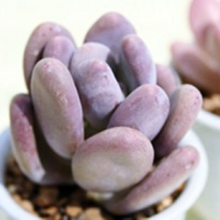 楽天市場】星美人 パキフィツム Mサイズ6cmポット PACHYPHYTUM 