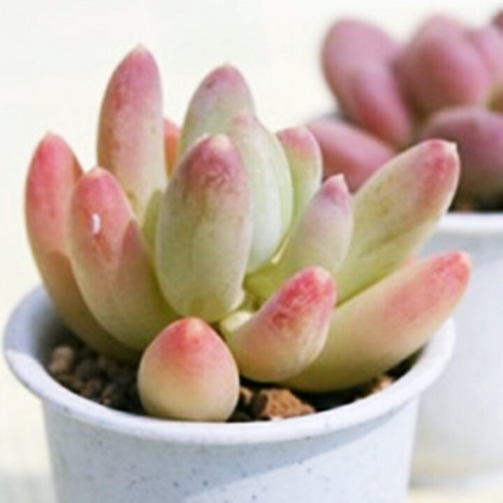 楽天市場】京美人 パキフィツム Mサイズ6cmポット PACHYPHYTUM 