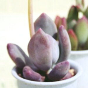 O`jJE pLtBc MTCY6cm|bg PACHYPHYTUM GLUTINICAULE `^ td˂^Cv ꂢ 񂹐Aɂ  pLxA A