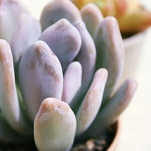 l pLtBc MTCY6cm|bg PACHYPHYTUM fujibijin `^