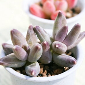 c̏ pLtBc MTCY5.5cm|bg pachyphytum compactum `^ td˂^Cv 񂹐A  pLxA A