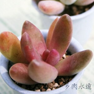 Irf pLtBc MTCY6cm|bg PACHYPHYTUM OVILIDE `^ td˂^Cv 񂹐Aɂ  pLxA A